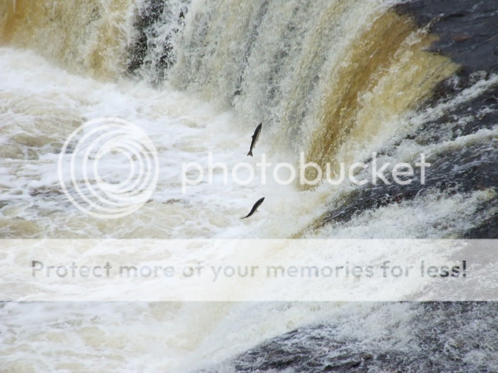 Two Atlantic Salmon Jumping Big Falls On The Humber River, NL. Photo by